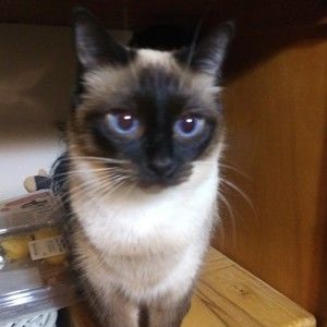 Meet your Posher, George and regina